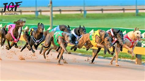 australian greyhound racing results